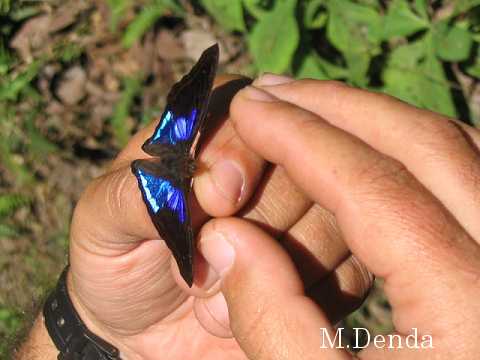 ベネズエラの蝶