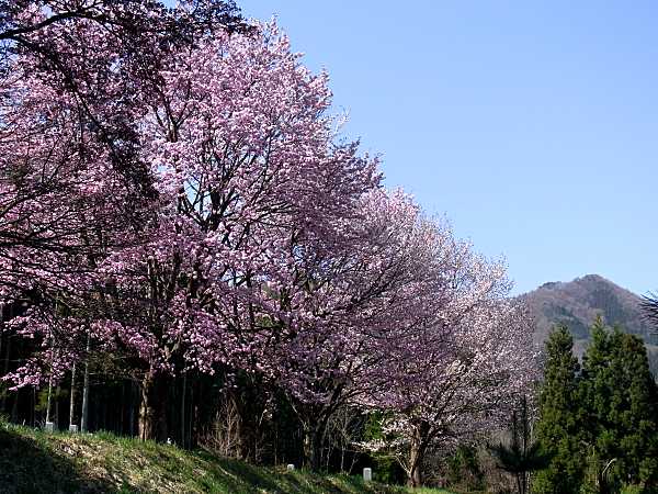 育成広場の桜