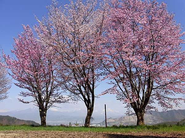 桜と北信五岳