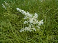 �n�i�`�_�P�T�V