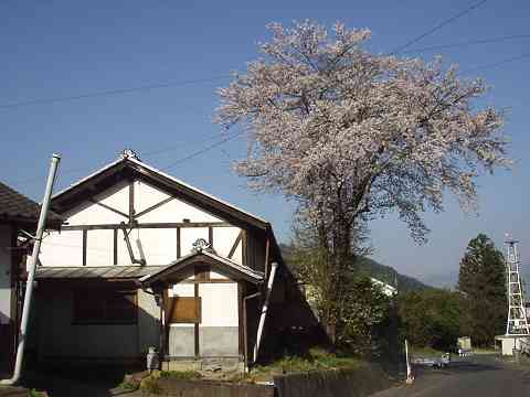 公会堂と桜