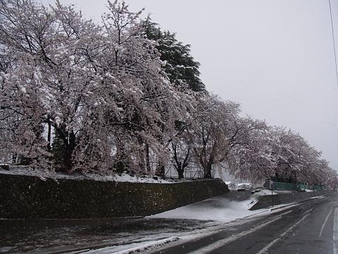 高山中学の桜