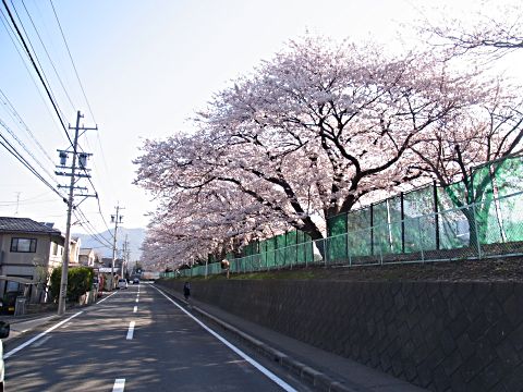 高山中学の桜