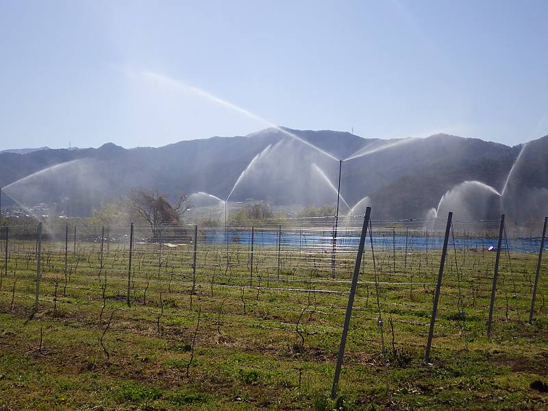 ワインブドウ畑の散水試験