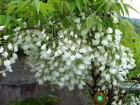 白花のヤマフジ