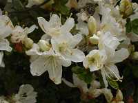 白花のミヤマキリシマ