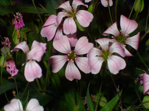 花の種　サポナリア　バッカリア　ドウカンソウ