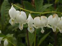 白花のケマンソウ