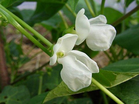 ベニバナインゲンの白花