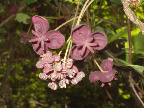 ミツバアケビの花