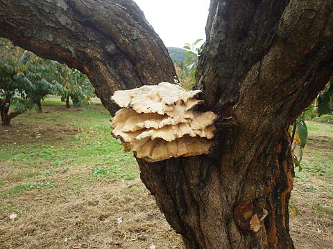 �A�C�J���^�P