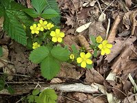 �G�`�S�L�W���V��