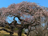 �V�L�U�N��