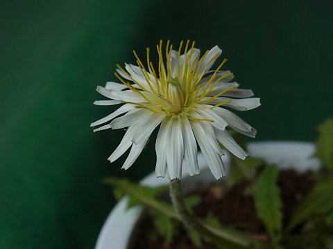 シロバナタンポポ