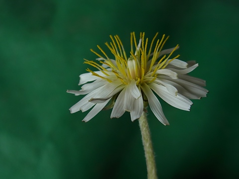 シロバナタンポポ