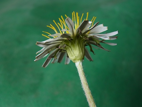 シロバナタンポポ