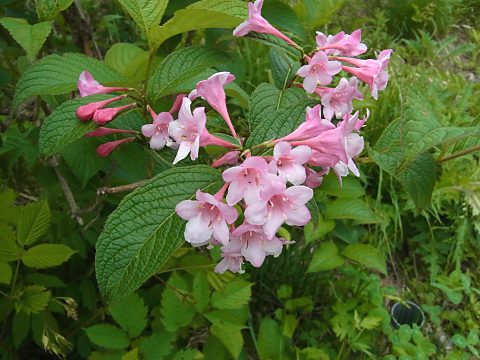 �^�j�E�c�M