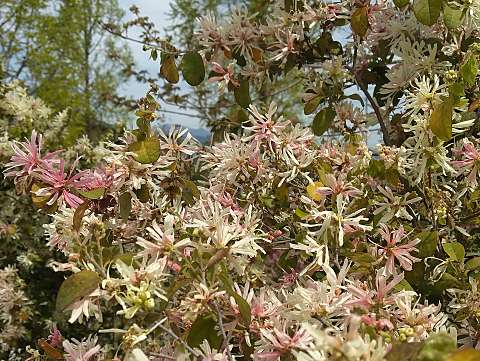 トキワマンサク