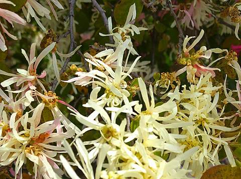 トキワマンサク