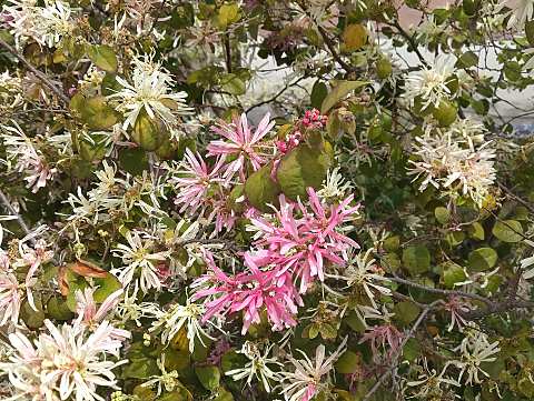 トキワマンサク